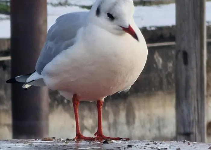 Appartamento Lian Am